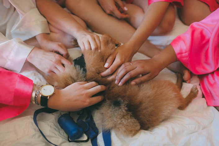 bridal party hands petting bride and groom's pomeranian 